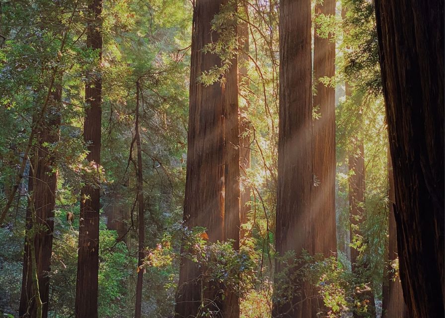 From San Francisco: Muir Woods & 3 Wineries in Napa & Sonoma - Three wineries across Napa and Sonoma: what tastings feel like