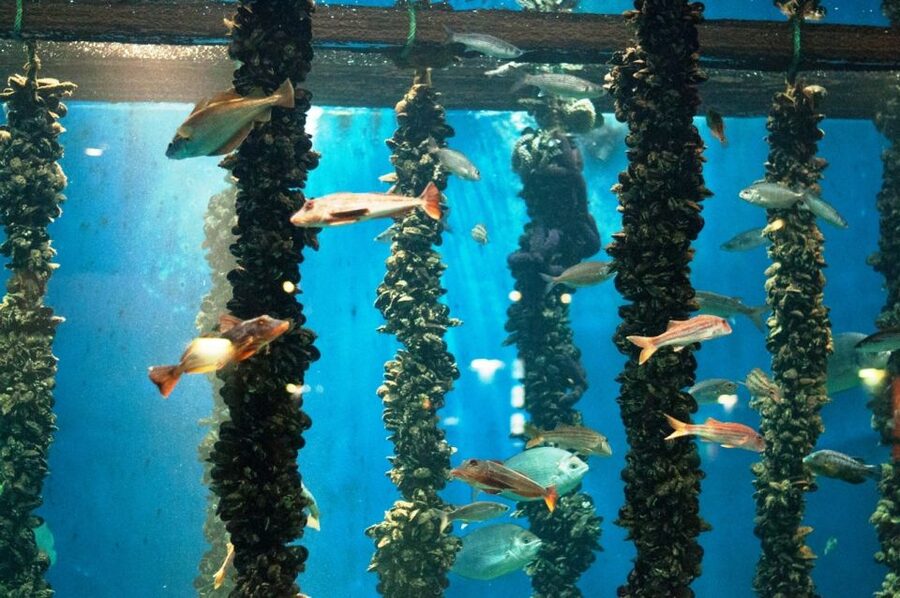 From Santiago: Tour to Rias Baixas with Boat Trip and Winery - Why Rías Baixas feels different from most day trips from Santiago