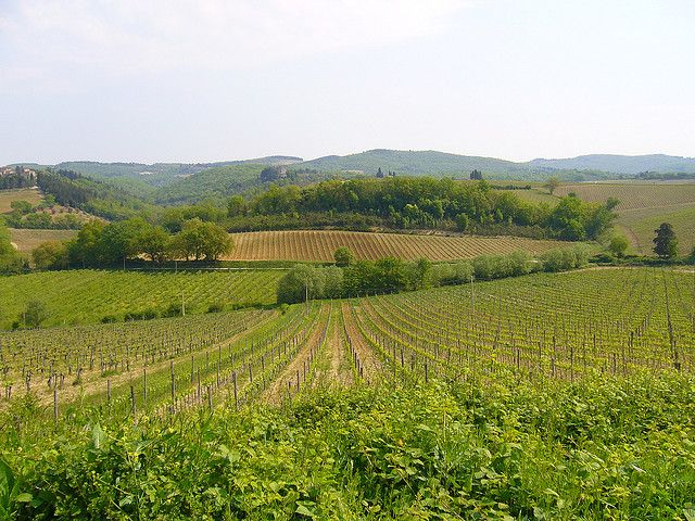 From Siena: Chianti and Castles Tour with Wine Tastings - What you actually learn about Chianti when you taste