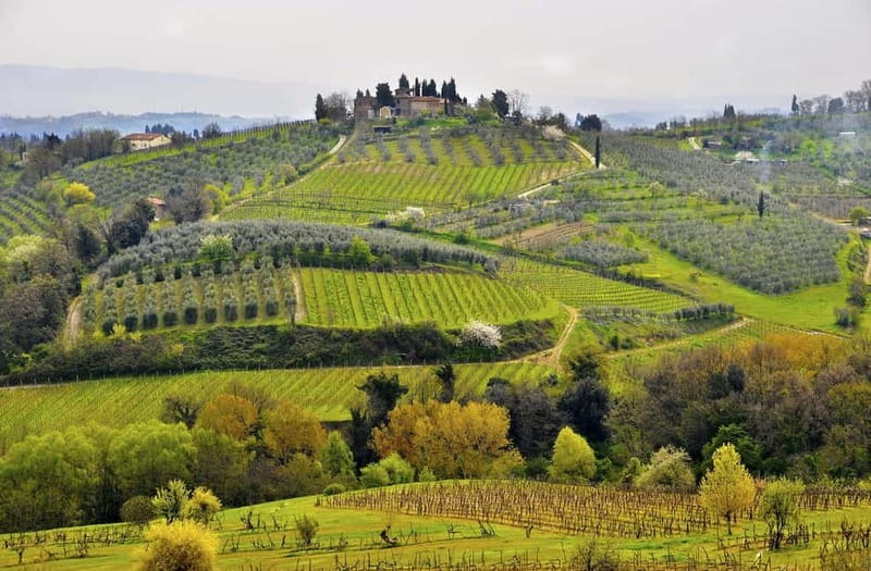 From Siena/Chianti: Dinner & Drinks in the Chianti Vineyards - The farm and winery stop: what happens before dinner