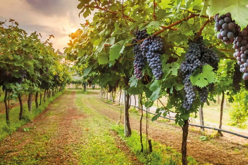 From Siena/Chianti: Dinner & Drinks in the Chianti Vineyards - Sunset aperitivo: the part that sets the mood