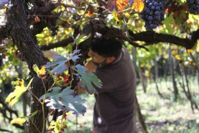 From Sorrento: Full-Day Pompeii & Wine Tasting Tour - Pompeii in 2 hours: the highlights-focused plan (and what you’ll miss)