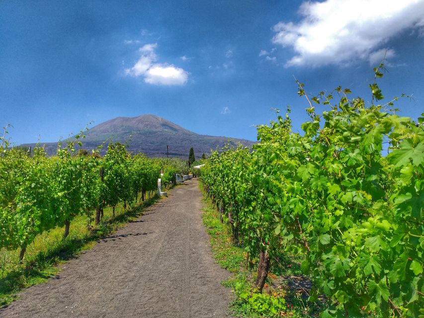 From Sorrento: Mount Vesuvius Tour with Lunch & Wine Tasting - What you’ll see from the crater rim: Bay of Naples views and Pompeii context