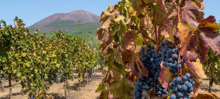From Sorrento: Mount Vesuvius Tour with Lunch & Wine Tasting - Should you book this Vesuvius tour?