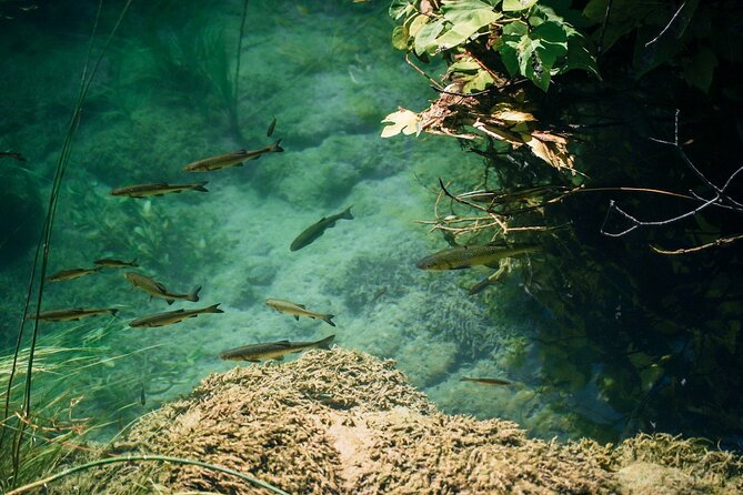 From Split: Krka Waterfalls, Food & Wine Tasting Tour - Price and Logistics: Where Value Really Comes From