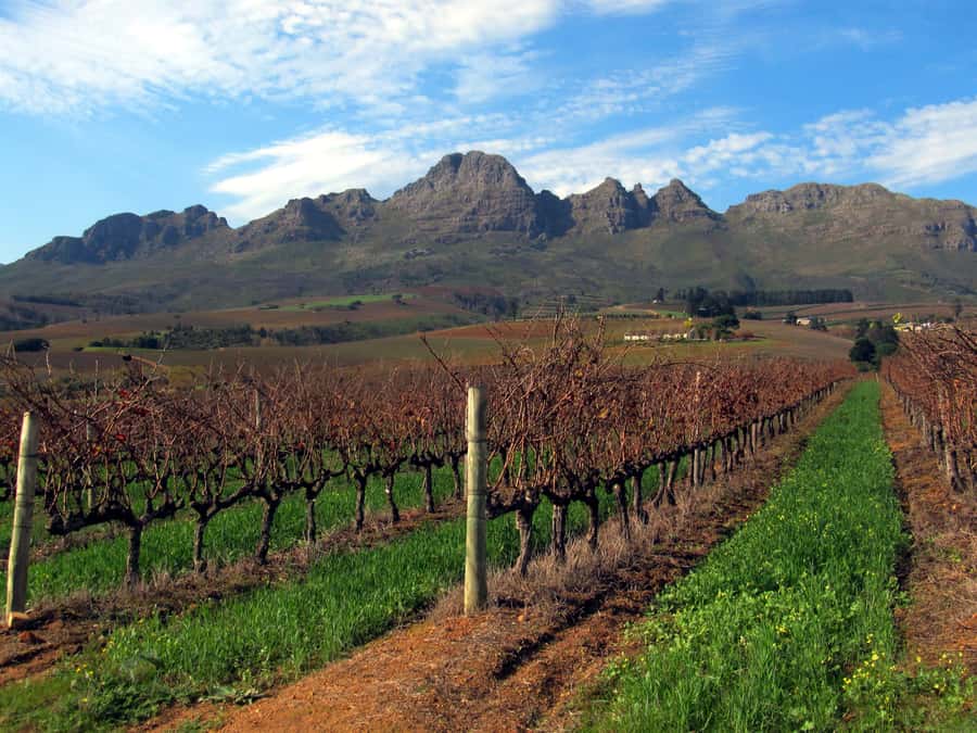 From Stellenbosch: Hop-On Hop-Off Wine Tour Southern Route - The estate lineup: what each stop is good for