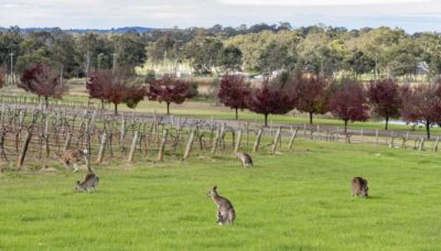 From Sydney: All Inclusive Boutique Hunter Valley Wine Tour - Sydney pickup timing that actually helps you plan