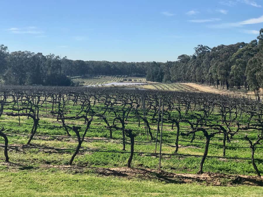 From Sydney: Hunter Valley Wine Tasting & Winery Picnic Tour - Sobels Winery: Behind-the-Scenes Tasting That Starts With How Wine Works