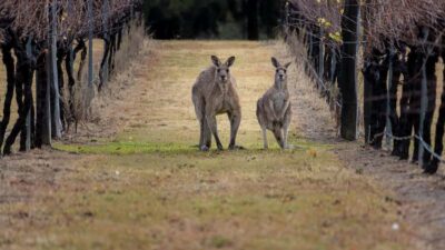 From Sydney: Hunter Valley Wine Tasting & Winery Picnic Tour - From Sydney’s George St to Wyong: The Ride Part You’ll Actually Use