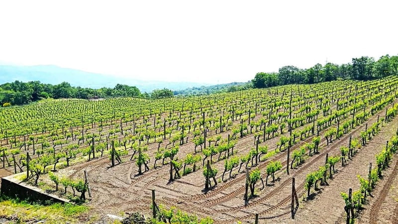 From Taormina: Etna Walking Tour and Wine Tasting in Winery - Winery Time: Four Etna Wines With Sicilian Food