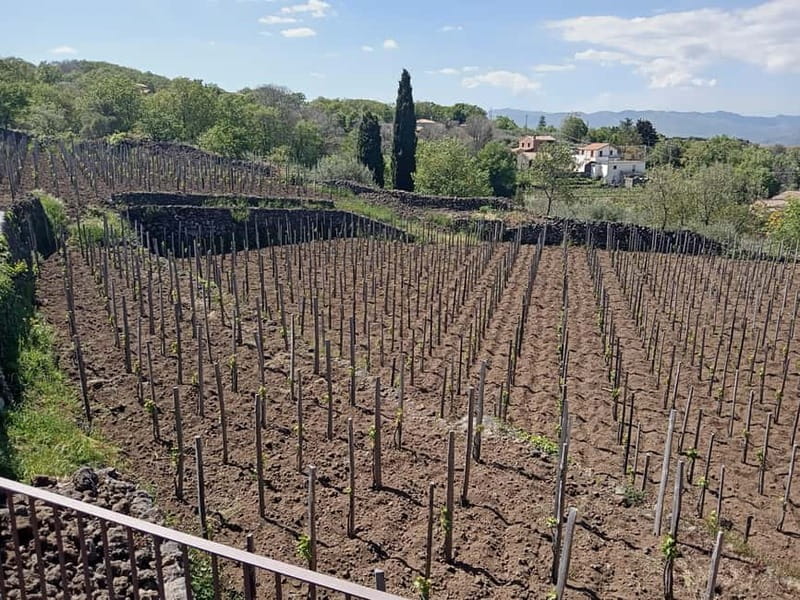 From Taormina: Etna Walking Tour and Wine Tasting in Winery - Price and Value: What $180.12 Buys You
