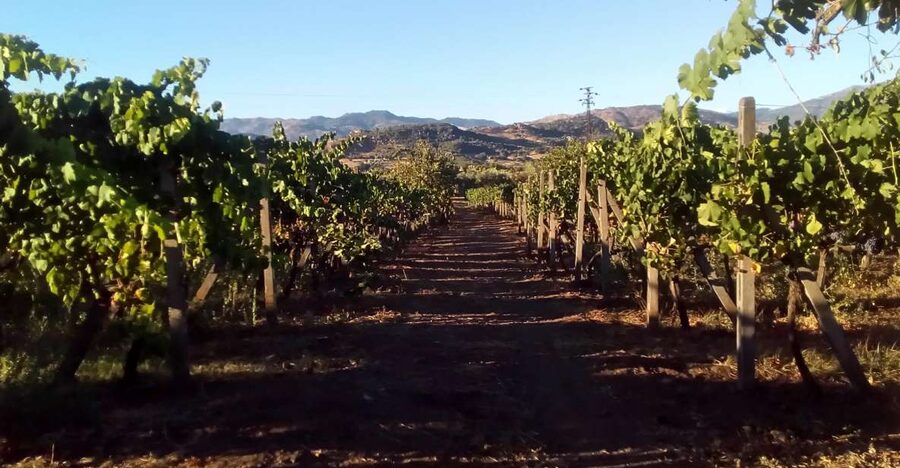 From Taormina: Etna Wineries Small Group Tour - Key highlights at a glance