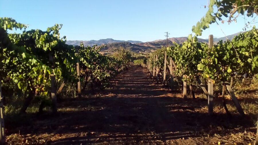 From Taormina: Etna Wineries Small Group Tour - Who This Tour Suits Best