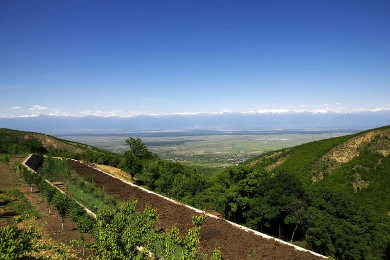 From Tbilisi: Kakheti & Sighnaghi Guided Day Trip with Wine - From Tbilisi to Kakheti: a well-paced 9-hour wine day