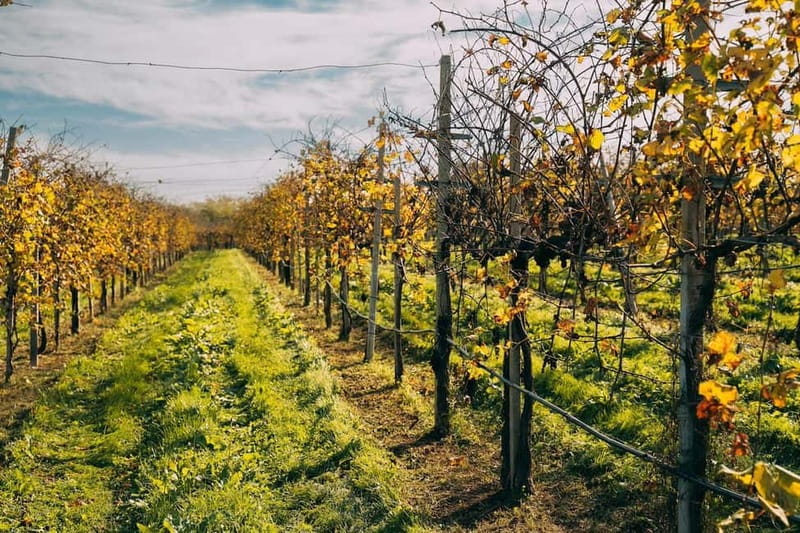 From Venice: Prosecco Hills and Wine Tasting Tour - Prosecco DOCG in plain terms: what the tour helps you notice