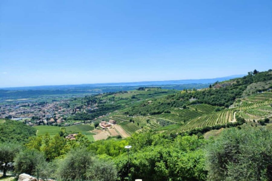 From Verona: Amarone Half-Day Wine Tasting Tour - The Amarone vineyard visit: understanding the drying process before you taste