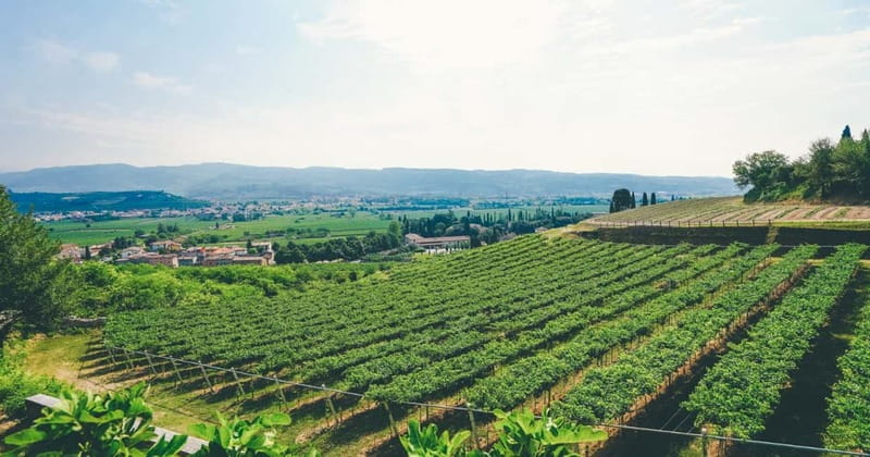 From Verona: Amarone Wine E-Bike Tour with Tasting - Amarone basics: dried grapes, patient production, and what you’ll be listening for