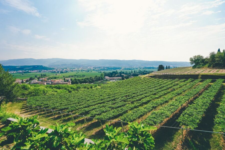 From Verona: Valpolicella and Amarone Wine Tasting Tour - Stop 2: Second Winery, Second Tasting, and the Amarone Moment (About 75 Minutes)