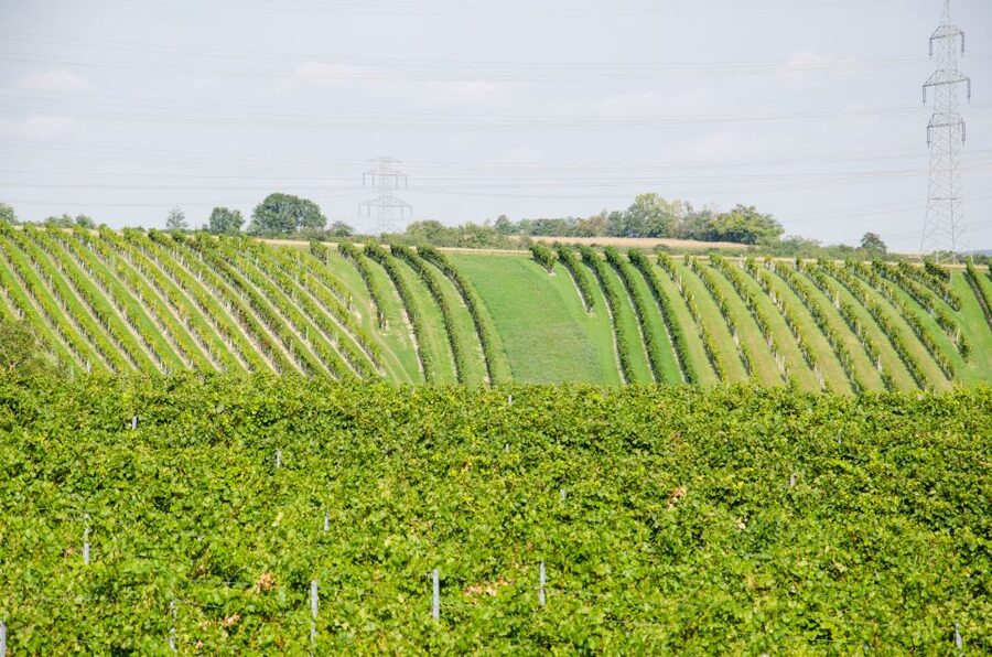 From Vienna: Half-day Countryside Wine Tour with Meal - Your actual winery stops: what happens at each place