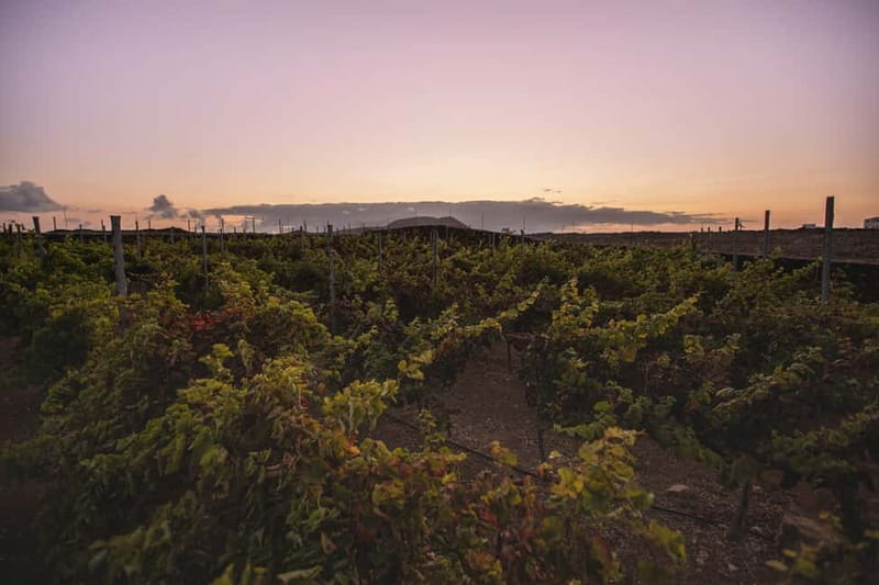 Fuerteventura: Tour & tasting at Conatvs Winery - Key highlights you’ll feel in real life