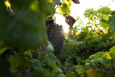 Fuerteventura: Tour & tasting at Conatvs Winery - The vineyard walk: grape varieties and volcanic-style growing