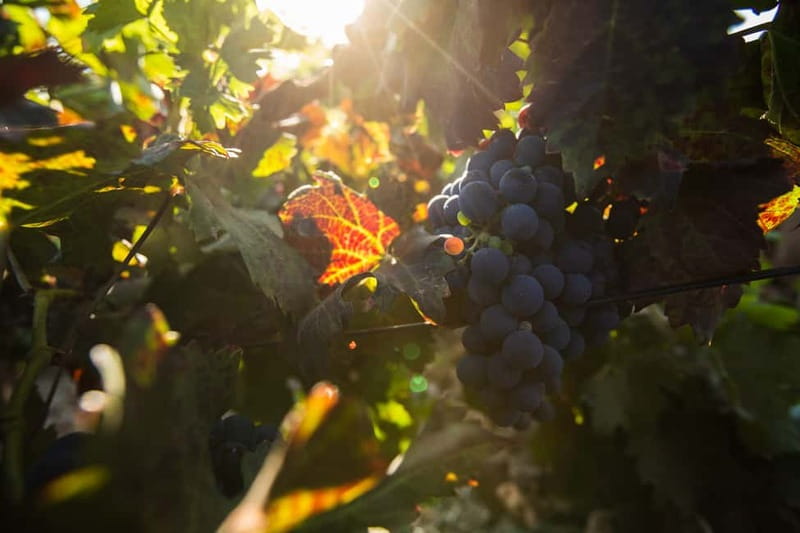 Fuerteventura: Tour & tasting at Conatvs Winery - Practical tips so you enjoy the full hour