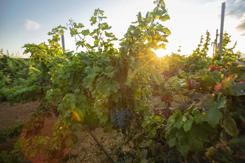Fuerteventura: Tour & tasting at Conatvs Winery - Should you book this Conatvs wine and tasting tour?