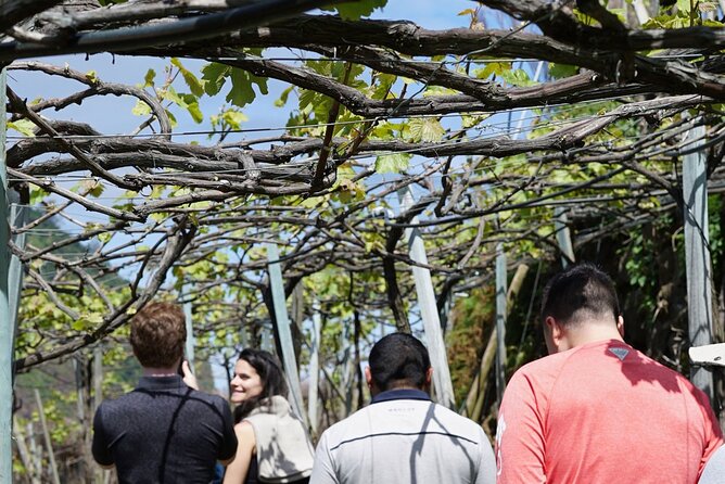 Full-Day Madeira Wine Tasting Tour with Lunch - Price and Value: Is $254.07 Worth It?
