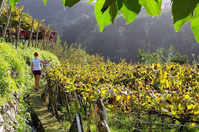 Full-Day Madeira Wine Tasting Tour with Lunch - What You Taste: Madeira Wine vs Table Wine
