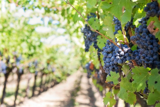 Full-Day Stellenbosch, Franschhoek and Paarl Wine Tasting Tour from Cape Town - Price and value: is $101.22 a fair deal?