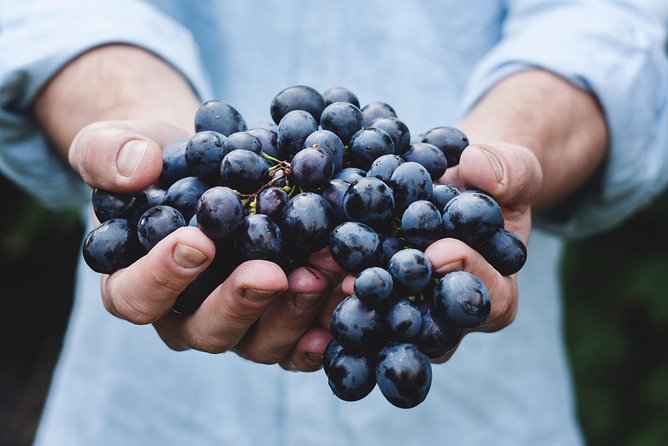 Full-Day Stellenbosch, Franschhoek and Paarl Wine Tasting Tour from Cape Town - Guides and group size: what helps most on day like this