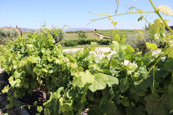Genuine Douro Valley Tour: Visit 2 Wineries, Lunch & River Cruise - Rabello River Cruise: The Best Way to Slow Down