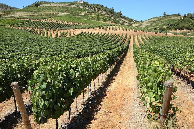 Genuine Douro Valley Tour: Visit 2 Wineries, Lunch & River Cruise - Quinta do Tedo: Guided Wine Tastings With the River in View