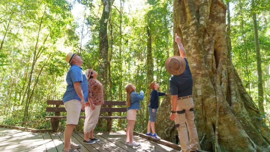 Gold Coast: Lamington Treetops, Wildlife and Vineyard Visit - Should you book Gold Coast: Lamington Treetops, Wildlife and Vineyard?