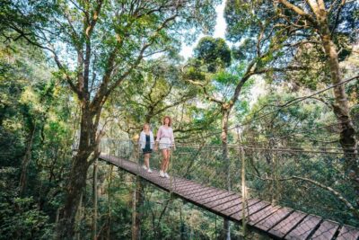 Gold Coast: Lamington Treetops, Wildlife and Vineyard Visit - Lamington National Park treetop canopy walk: what you’re really walking