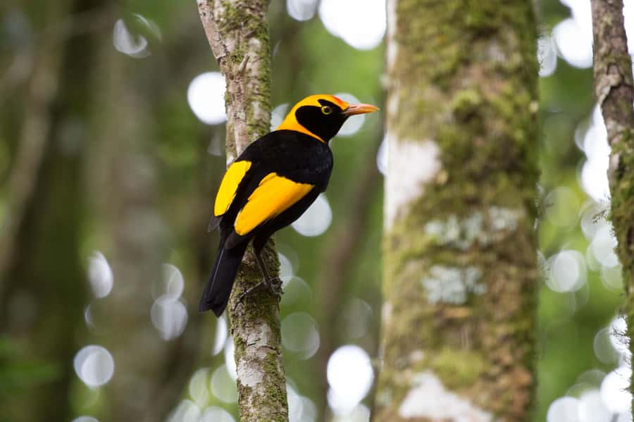 Gold Coast: Lamington Treetops, Wildlife and Vineyard Visit - O’Reilly’s rainforest area: why the rainforest retreat stop works