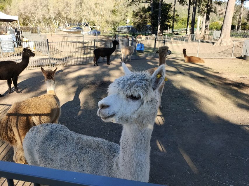 Gold Coast: Lamington Treetops, Wildlife and Vineyard Visit - Price and value: is $91 per person fair for this 7-hour mix?