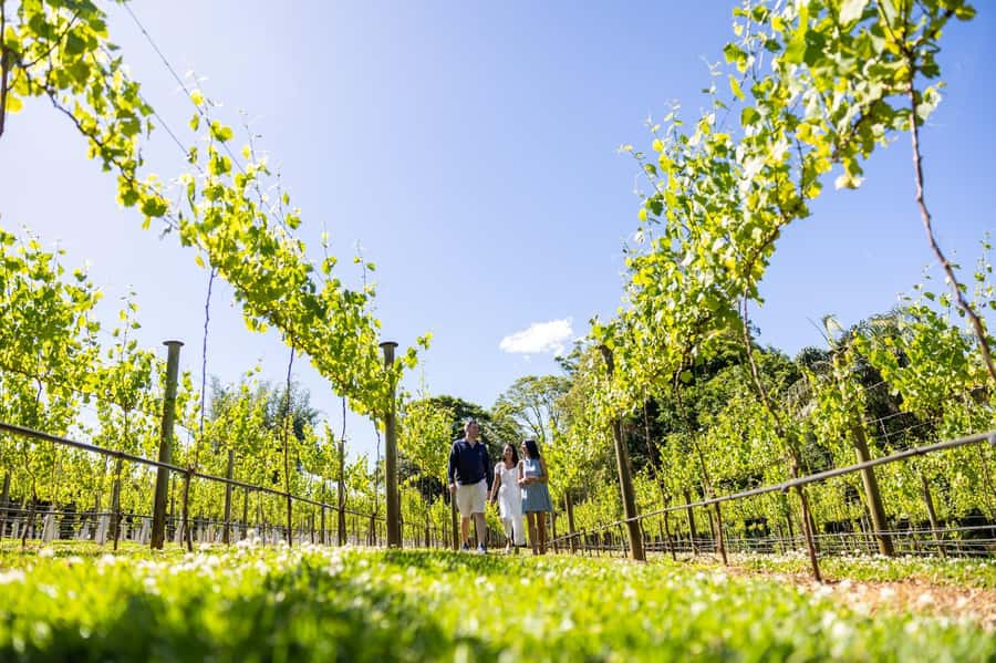 Gold Coast: Tamborine Mountain Local Winery Tour with Lunch - Witches Falls Winery and the cheese-tasting option