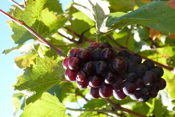 Golden stones Beaujolais Wine Tour with Tastings from Lyon - Food, Wine, and Timing: What the Afternoon Really Feels Like