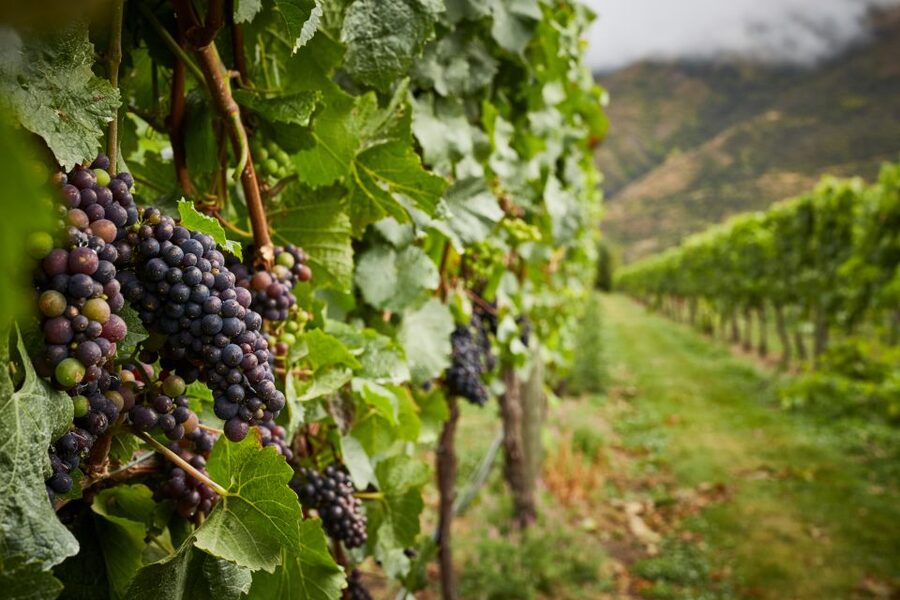 Gourmet Food and Wine Tour with Lunch and Wine Tastings - The Wine-Barrel Lunch: Five Tasting Dishes, Matched for a Reason
