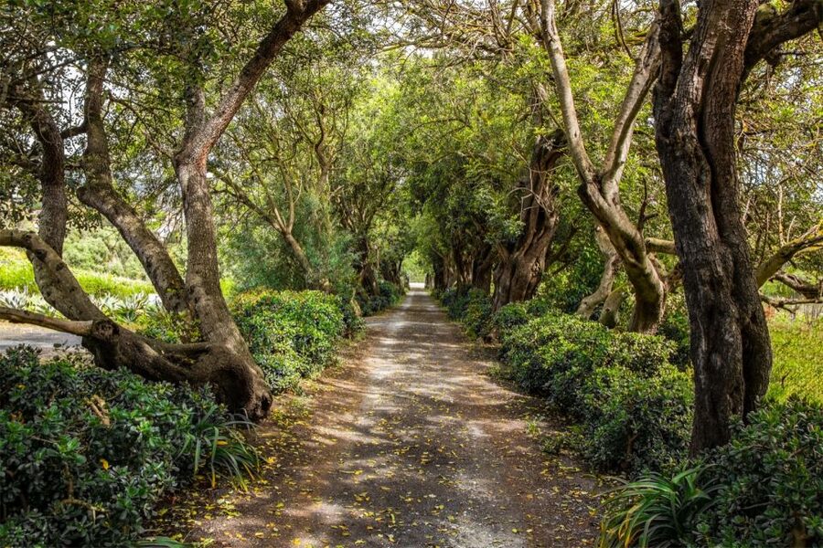 Gran Canaria: Winery Tour, Wine Museum, and Tasting - Key moments worth planning for
