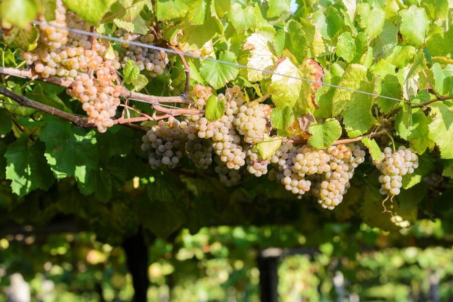 Granbazán Winery: Guided Tour and Wine Tasting - English and Spanish guides: how communication affects the experience