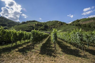 Grape Grazing: Wachau Valley Winery Biking Tour - Vienna Explorer to Krems by train: the easiest start for a full-day plan