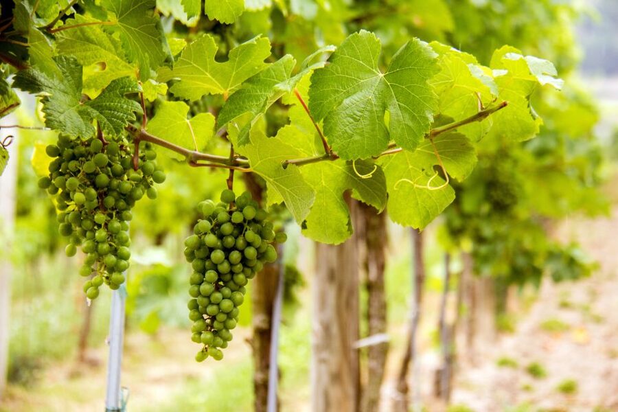 Grape Grazing: Wachau Valley Winery Biking Tour - Weißenkirchen in der Wachau: the short ride that keeps the day moving