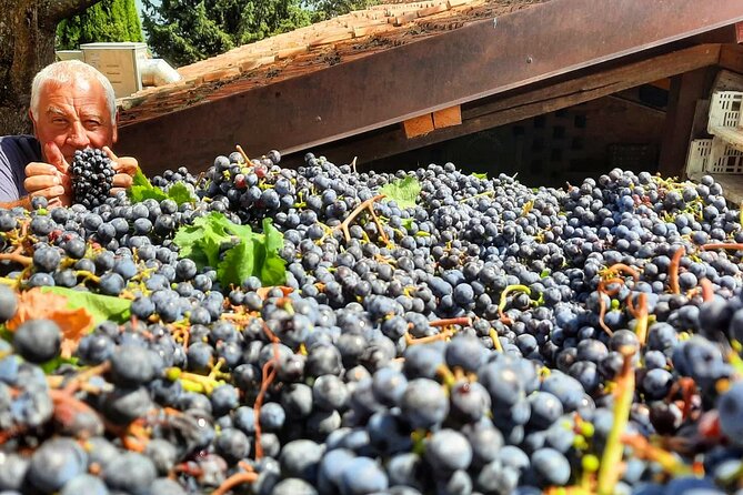Greve in Chianti Wine Tasting and Winery Tour - Vineyard history that actually helps you taste: Chianti Classico and Sangiovese