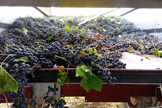 Greve in Chianti Wine Tasting and Winery Tour - Price and value: is $60.47 worth it?