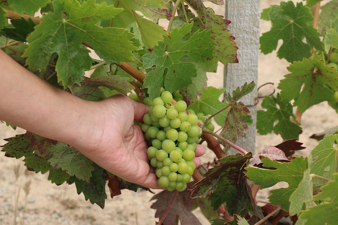 Guadalupe Valley Wine Route Tour in Baja California - Optional wine tastings: how to spend (and not overspend)
