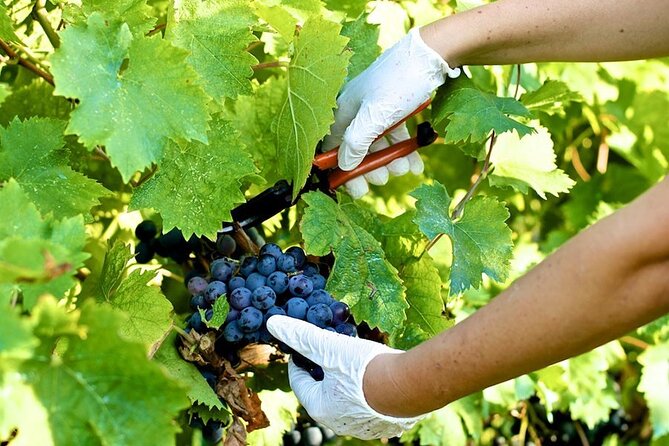 Guided E-Bike Tour with Wine Tasting from Lucca - Winery time outside Lucca: tasting Tuscan flavors with perspective