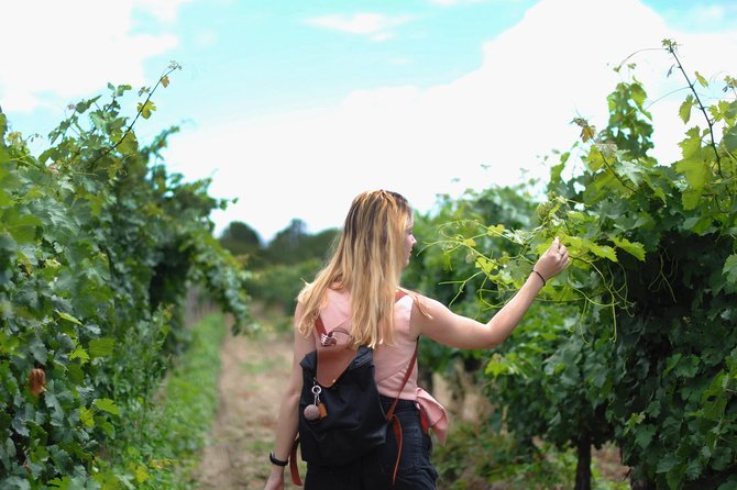 Guided Healdsburg Wine Country Bike and Wine Tasting Tour with lunch - The ride itself: 10 to 16 miles, small hills, and a calm route