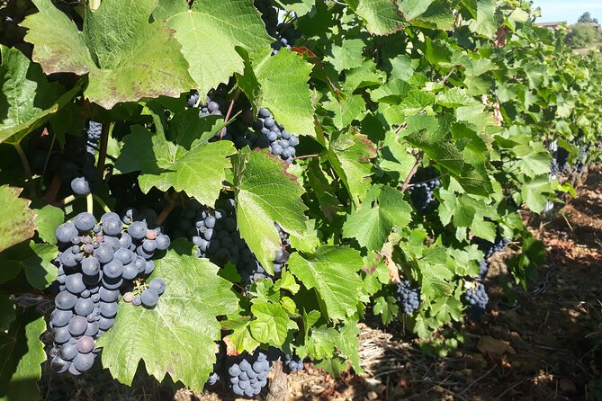 Guided tour and wine tasting Northern Rhône Valley - Getting from Lyon to Condrieu without stress